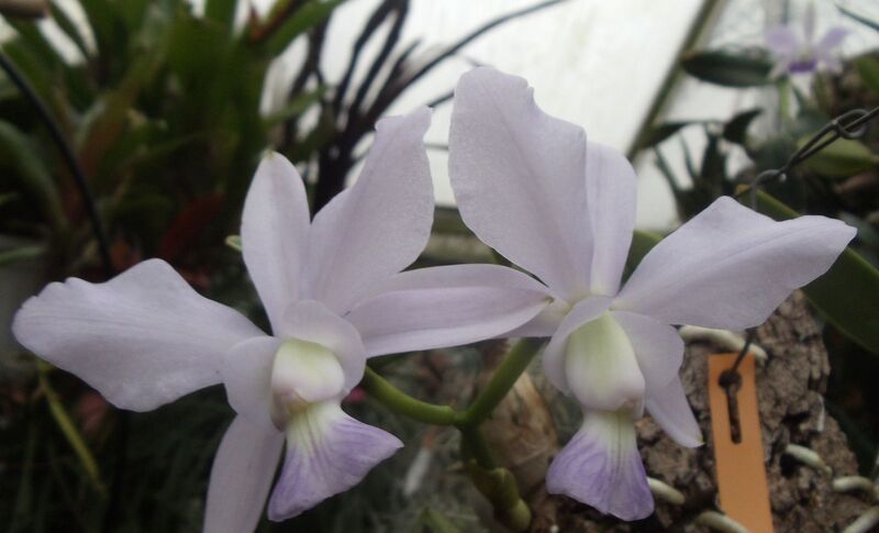 Fájl:Cattleya walkeriana.HF 01.jpg