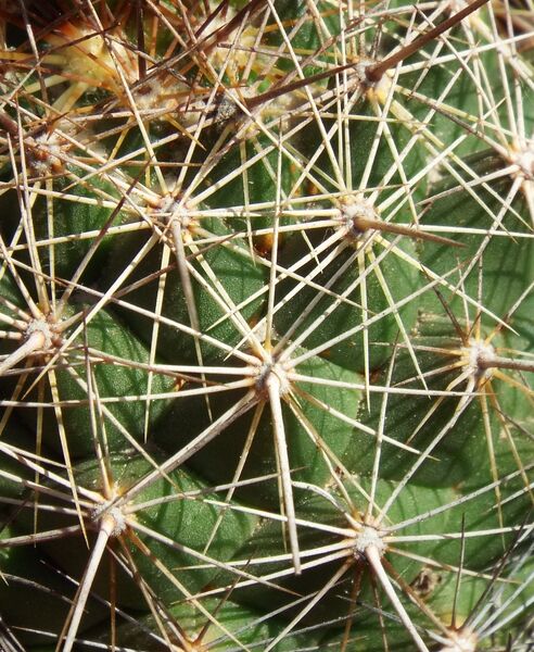 Fájl:Coryphantha delaetiana-001.jpg