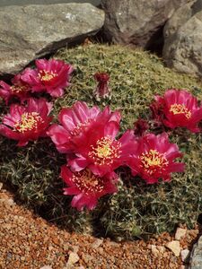 Cumulopuntia subterranea pulcherrima