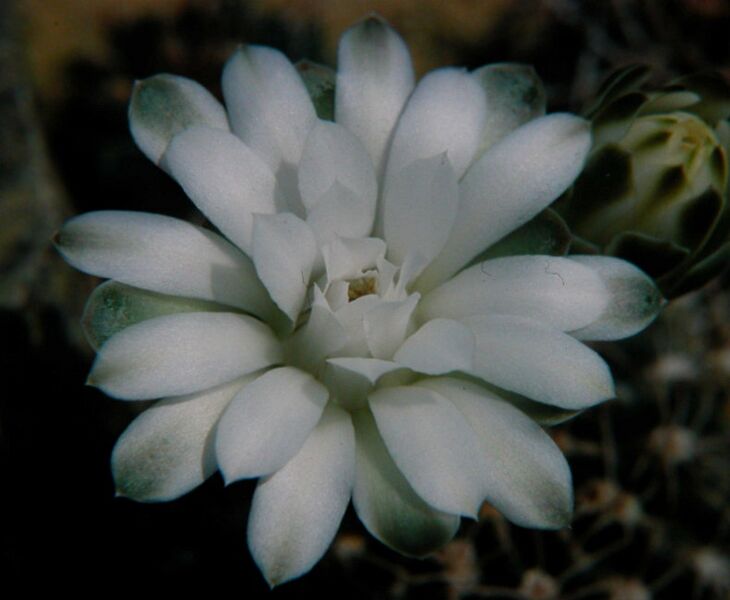 Fájl:Gymnocalycium anisitsii-002.jpg