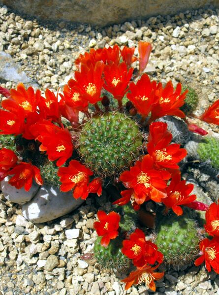 Fájl:Rebutia fiebrigii (cajasensis)-0.jpg