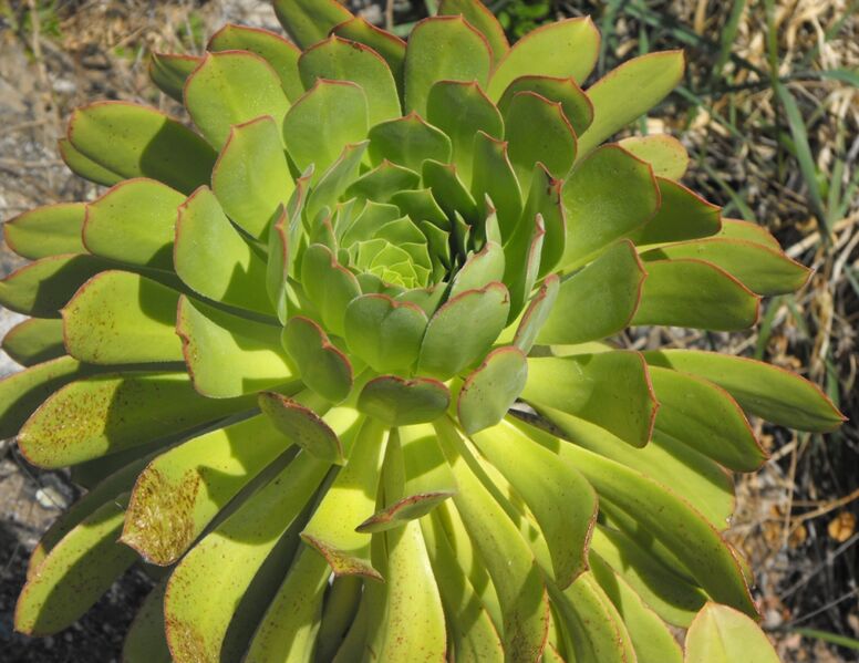 Fájl:Aeonium urbicum 1-001.jpg