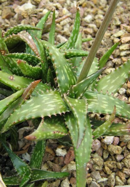 Fájl:Aloe jucunda-002.jpg