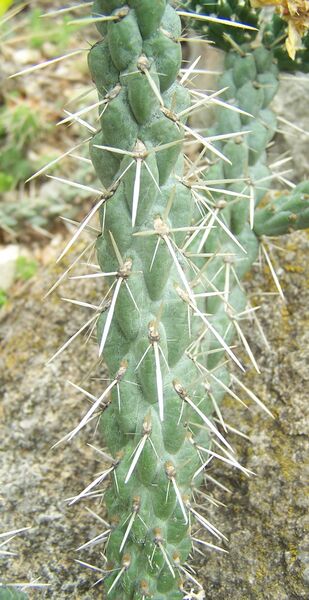Fájl:Cylindropuntia whipplei-002.jpg