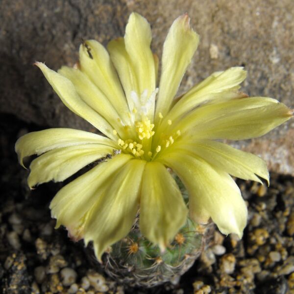 Fájl:Frailea schilinzkyana schilinzkyana-001.jpg