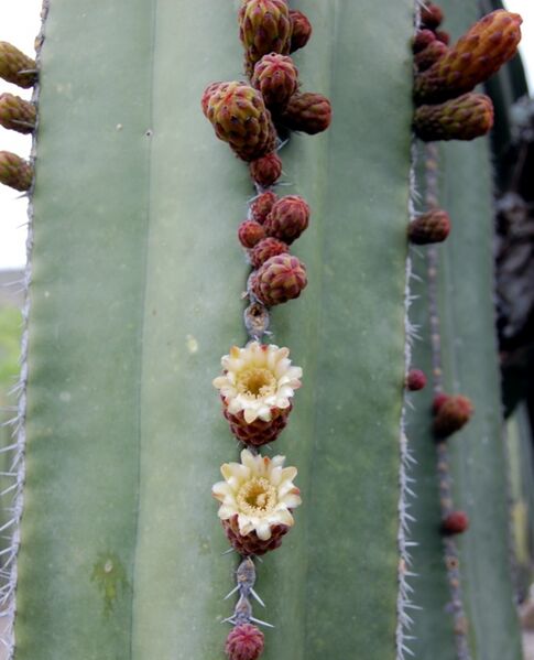 Fájl:Pachycereus marginatus-1.jpg