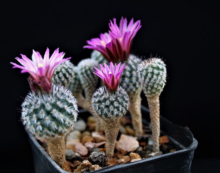 Rapicactus booleanus