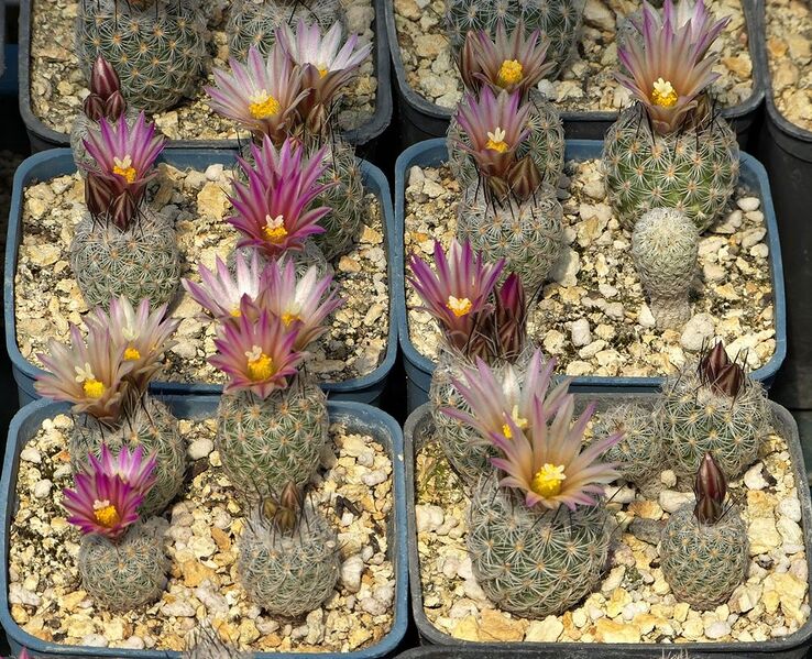 Fájl:Rapicactus zaragozae SB1437.SzJ 04.jpg