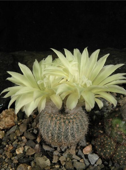 Fájl:Frailea pygmaea gloriosa-000.jpg