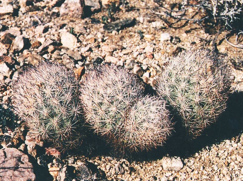 Fájl:Pozsgáslap 033-001.jpg