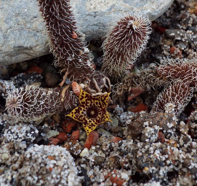 Fájl:Stapelianthus pilosus-001.jpg