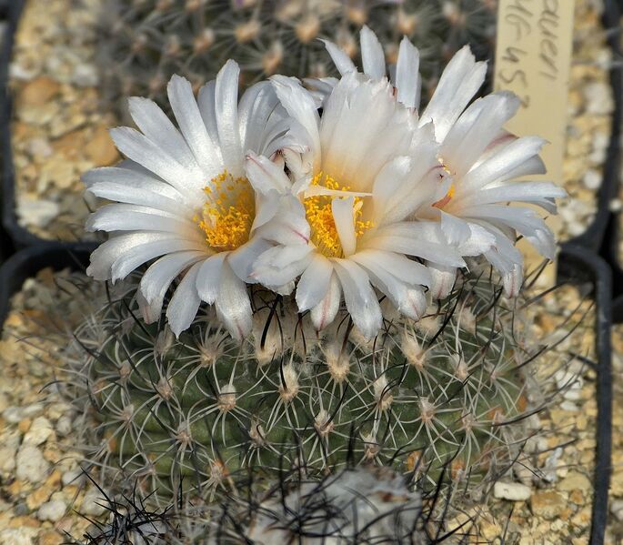 Fájl:Turbinicarpus saueri subsp. saueri.SzJ 01.jpg