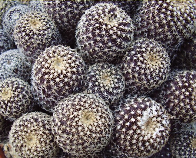 Fájl:Copiapoa humilis tenuissima-002.jpg