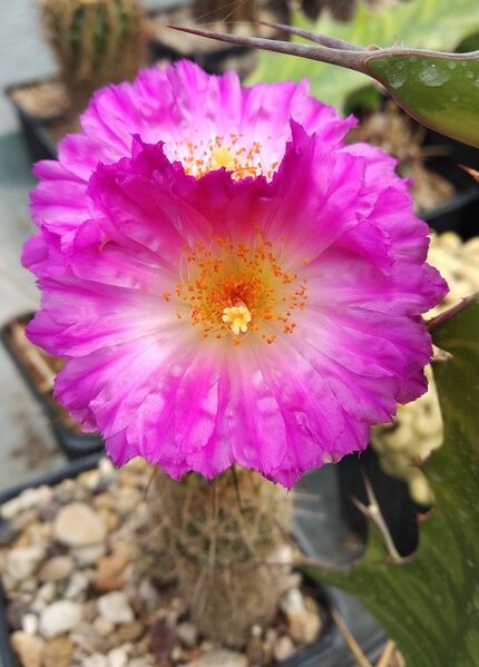 Fájl:Thelocactus hastifer.AGy 01.jpg