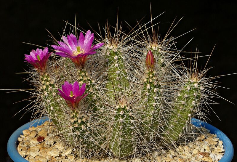 Fájl:Echinocereus parkeri gonzalezii L1375.SzJ 02.jpg