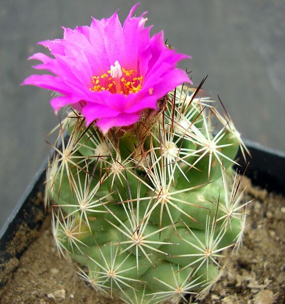 Fájl:Escobaria hesteri.SzJ 02.jpg