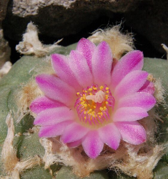 Fájl:Lophophora jourdaniana-006.jpg