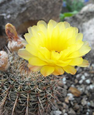 Notocactus paulus