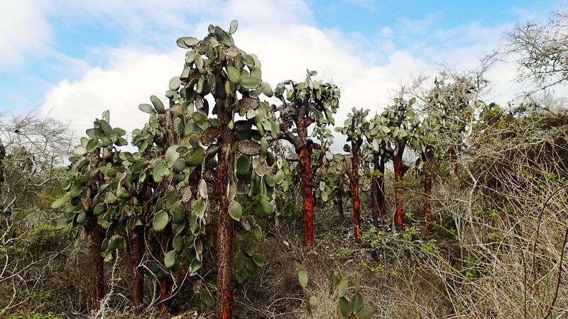 Fájl:Opuntia galapageia-000.jpg