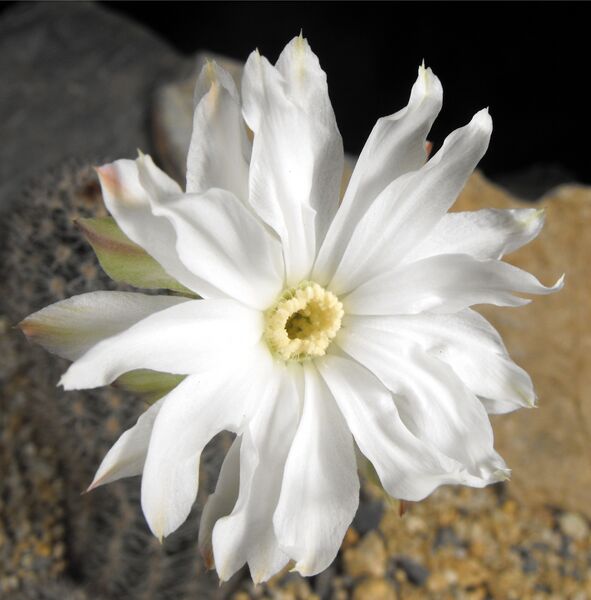 Fájl:Pygmaeocereus bylesianus 01-001.jpg