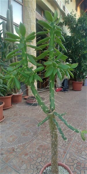 Fájl:Quiabentia zehntneri.Rigi 01.jpg