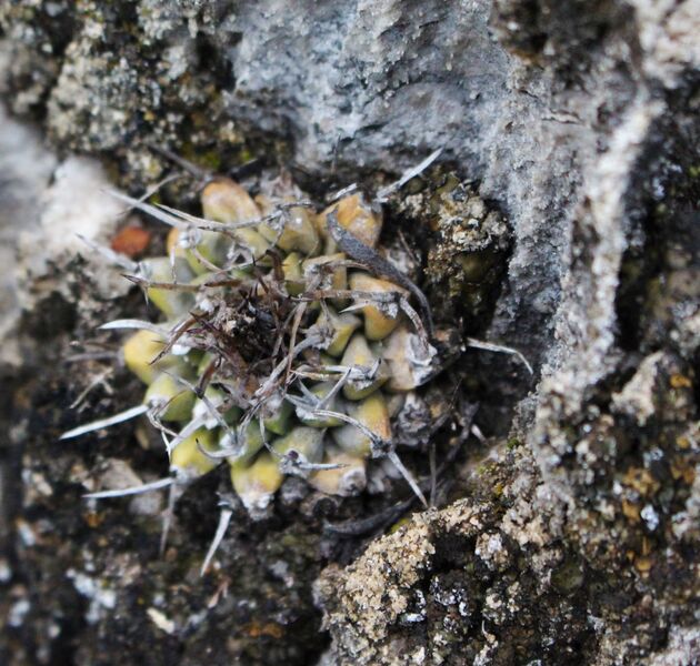 Fájl:Turbinicarpus nikolae-003.jpg