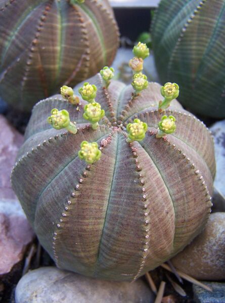 Fájl:Euphorbia obesa-000.jpg