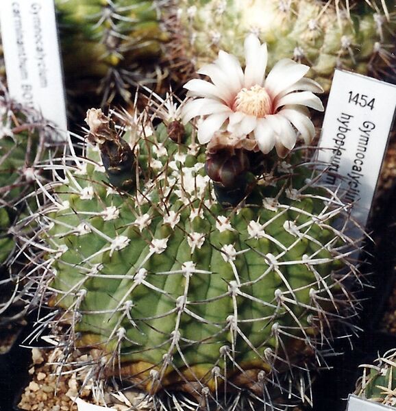 Fájl:Gymnocalycium hybopleurum 02-002.jpg