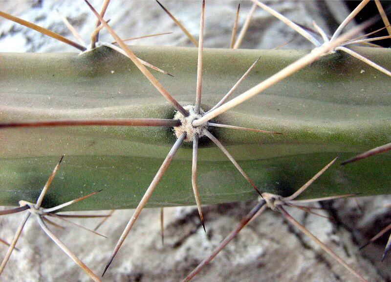 Fájl:Harrisia pomanensis 01-001.jpg