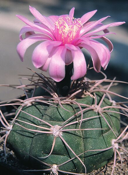 Fájl:Pozsgáslap 064-001.jpg