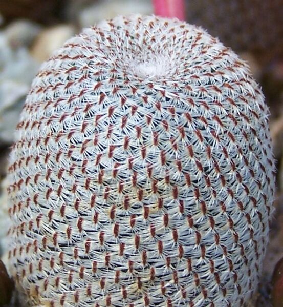 Fájl:Rebutia heliosa-2.jpg