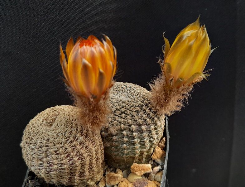 Fájl:Reicheocactus famatinensis,KP71.JCs 03.jpg