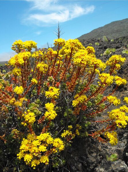 Fájl:Aeonium spathulatum-000.jpg