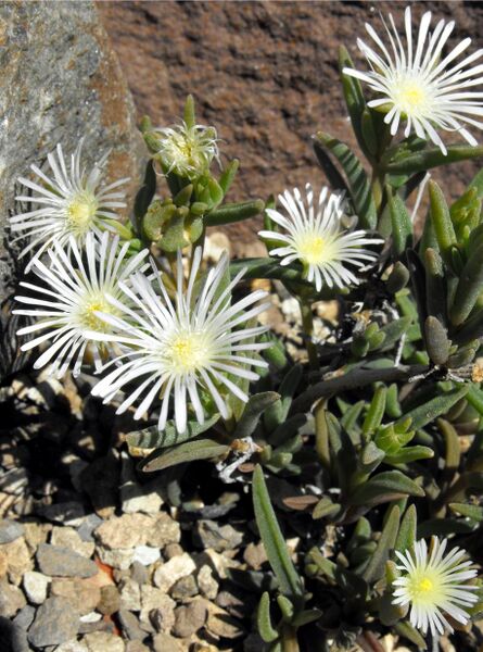 Fájl:Delosperma herbeum-000.jpg