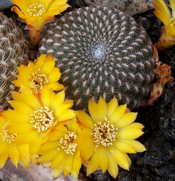 Fájl:Rebutia arenacea-1.jpg