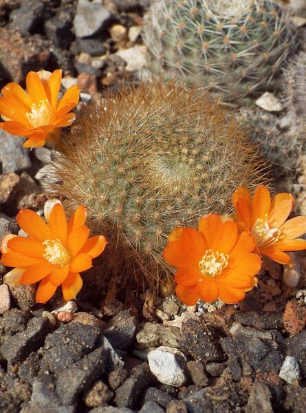 Fájl:Rebutia fiebrigii archibuiningiana-0.jpg