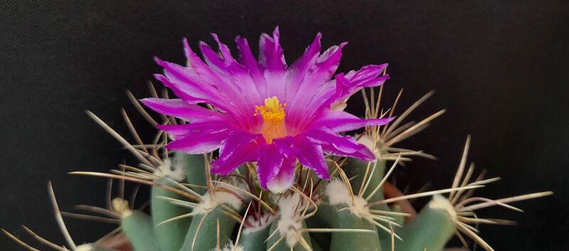 Fájl:Thelocactus buekii subsp. matudae.JCs 02.jpg