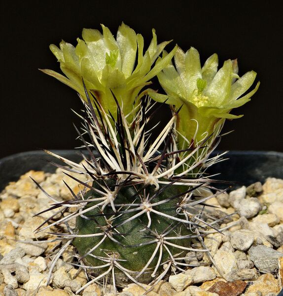 Fájl:Echinocereus davisii SB426.SzJ-01.jpg