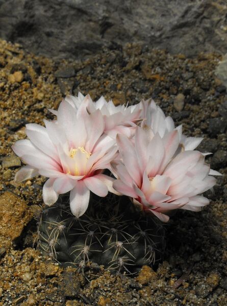 Fájl:Gymnocalycium amerhauseri-000.jpg