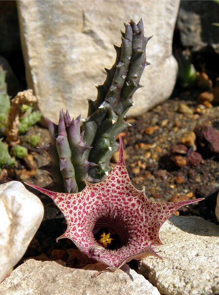 Fájl:Huernia hislopi-000.jpg