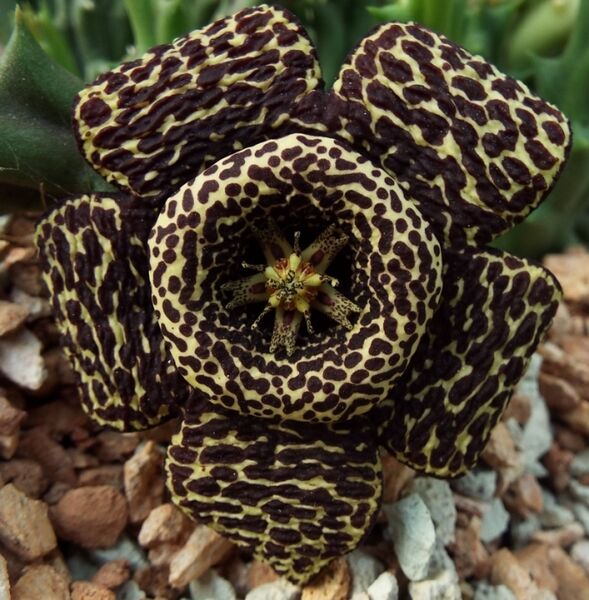 Fájl:Orbea variegata 02-1.jpg