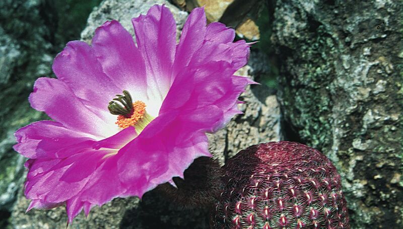 Fájl:Pozsgáslap 047-001.jpg