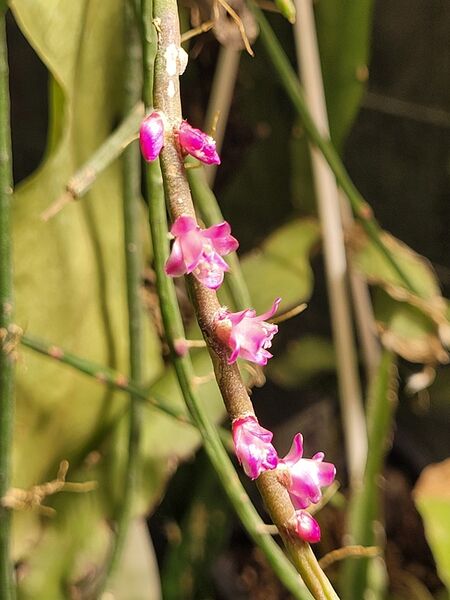 Fájl:Rhipsalis hoelleri.VZs 02.jpg