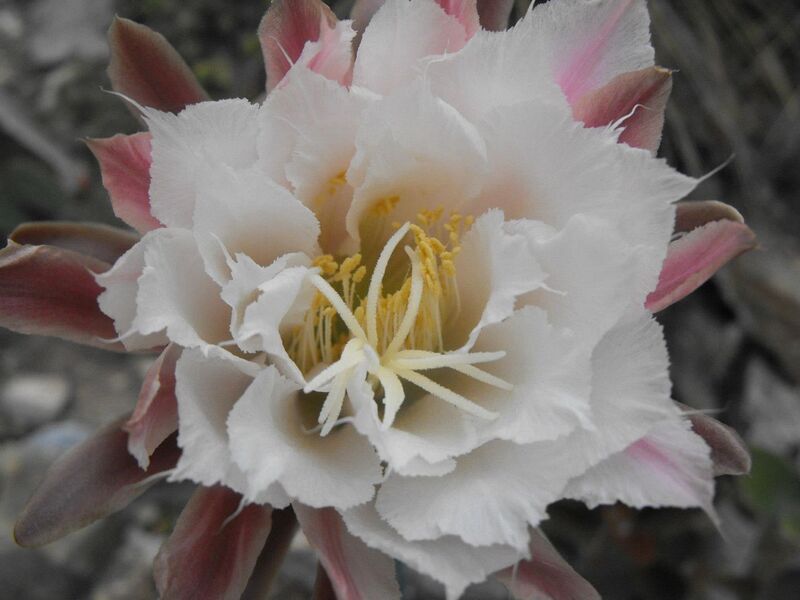 Fájl:Cereus aethiops.Lukoczki 02.jpg