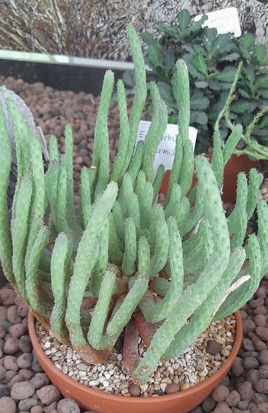 Fájl:Euphorbia inermis.JCs 01.jpg