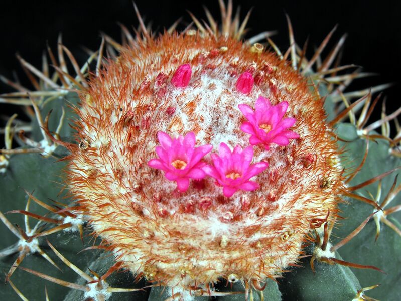 Fájl:Melocactus salvadorensis-001.jpg