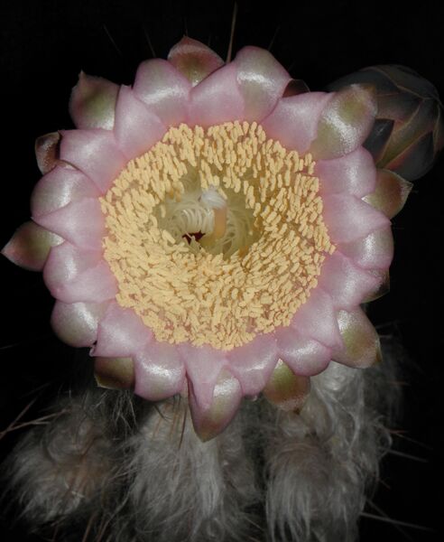 Fájl:Pilosocereus leucocephalus-002.jpg