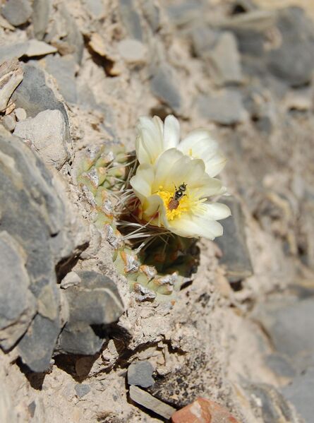 Fájl:Strombocactus disciformis-0.jpg