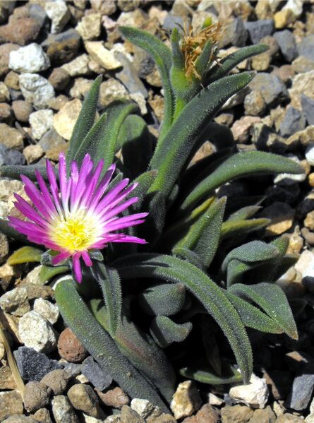 Fájl:Delosperma sutherlandii-000.jpg