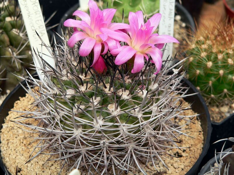 Fájl:Eriosyce wagenknechtii.SzJ 01.jpg